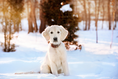 Brauchen Hunde im Winter einen Pulli