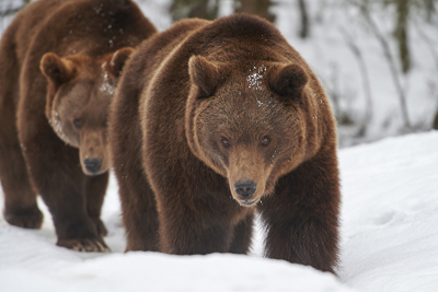 Warum machen Tiere Winterschlaf