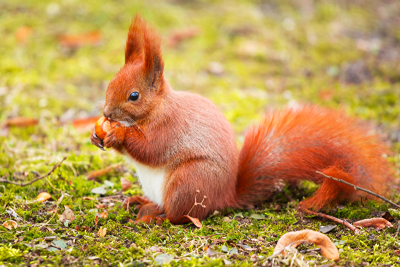 Wie finden Eichhörnchen ihre Nüsse wieder