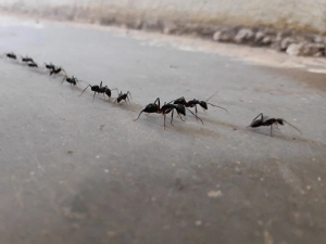Ameisen bauen Strasse