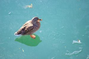 Ente im Winter