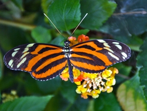 Raupe zum Schmetterling