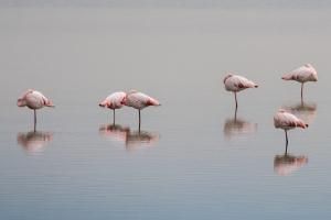 Warum stehen Flamingos auf einem Bein