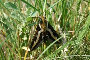 Wolfsmilchschwaermer ist Schmetterling des Jahres 2014